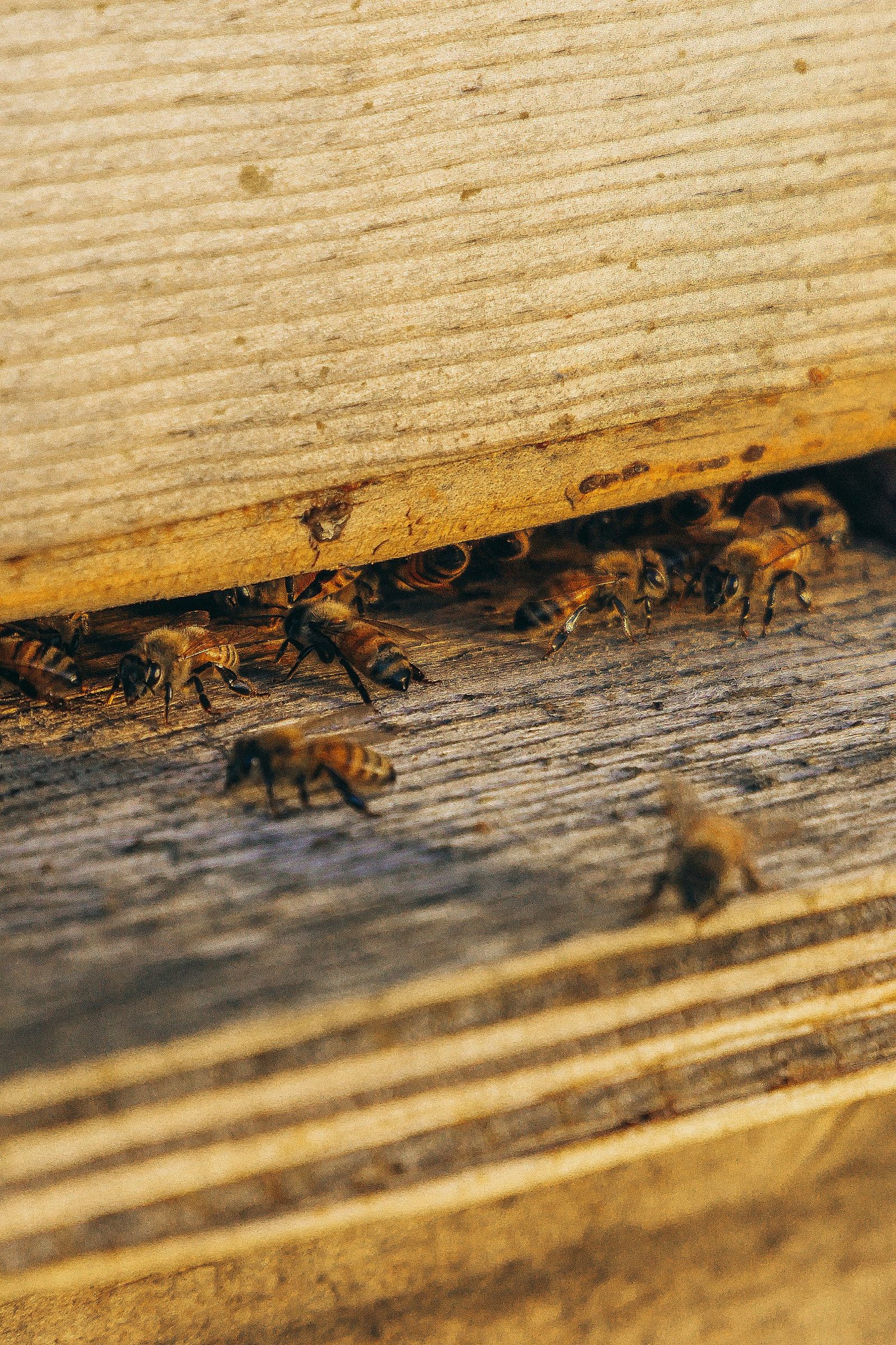 group of bees